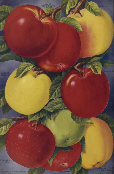 Apples by Stark Bro's Nurseries & Orchards Co., 1916 — digital art print download