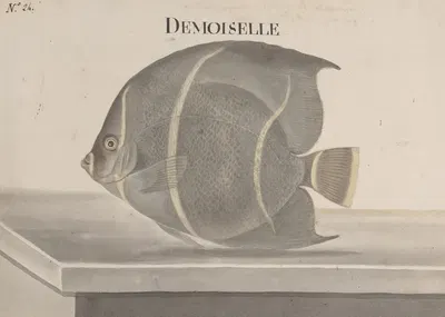 Natural history of Saint Domingue Pl.087 by René de Rabié, 1766 — digital art print download