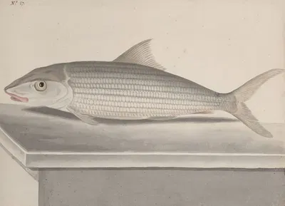 Natural history of Saint Domingue Pl.092 by René de Rabié, 1766 — digital art print download