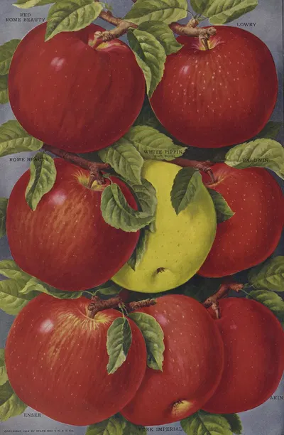 Apples by Stark Bro's Nurseries & Orchards Co., 1916 — digital art print download