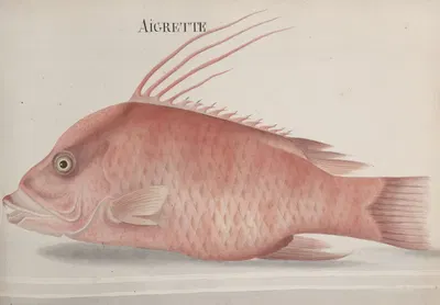 Natural history of Saint Domingue Pl.097 by René de Rabié, 1766 — digital art print download