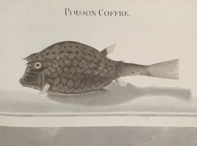 Natural history of Saint Domingue Pl.100 by René de Rabié, 1766 — digital art print download