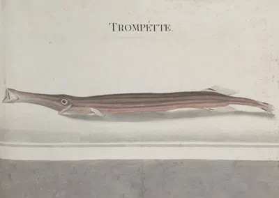 Natural history of Saint Domingue Pl.101 by René de Rabié, 1766 — digital art print download