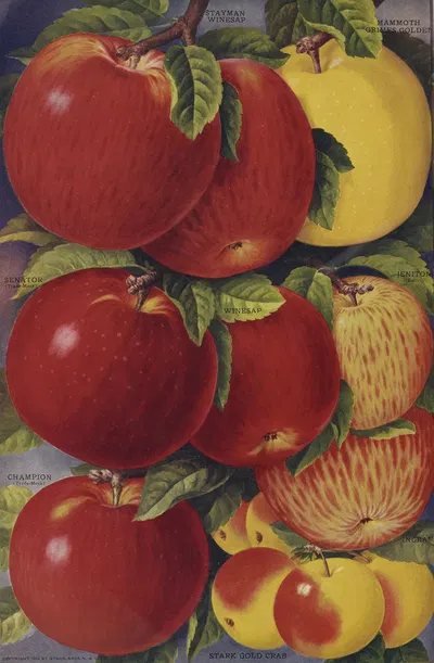 Apples by Stark Bro's Nurseries & Orchards Co., 1916 — digital art print download