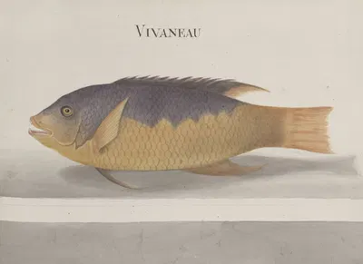 Natural history of Saint Domingue Pl.106 by René de Rabié, 1766 — digital art print download