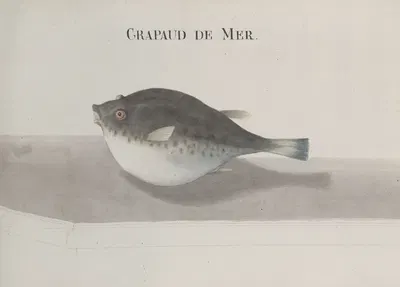 Natural history of Saint Domingue Pl.113 by René de Rabié, 1766 — digital art print download