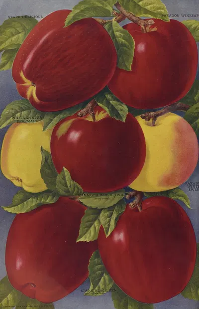 Apples by Stark Bro's Nurseries & Orchards Co., 1916 — digital art print download