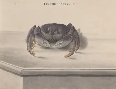 Natural history of Saint Domingue Pl.123 by René de Rabié, 1766 — digital art print download