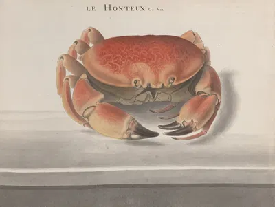 Natural history of Saint Domingue Pl.125 by René de Rabié, 1766 — digital art print download