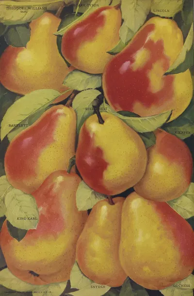Pears by Stark Bro's Nurseries & Orchards Co., 1916 — digital art print download