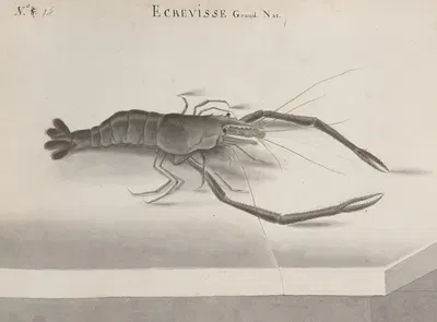Natural history of Saint Domingue Pl.132 by René de Rabié, 1766 — digital art print download