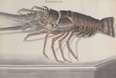 Natural history of Saint Domingue Pl.133 by René de Rabié, 1766 — digital art print download