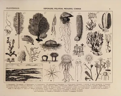 Atlas da Fauna do Brasil Pl.02 by Rodolpho von Ihering, 1917 — digital art print download