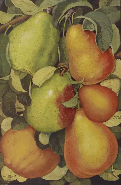 Pears by Stark Bro's Nurseries & Orchards Co., 1916 — digital art print download