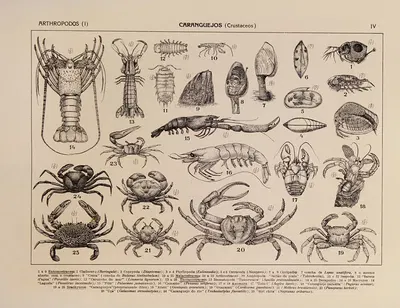 Atlas da Fauna do Brasil Pl.04 by Rodolpho von Ihering, 1917 — digital art print download