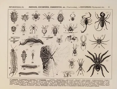Atlas da Fauna do Brasil Pl.05 by Rodolpho von Ihering, 1917 — digital art print download