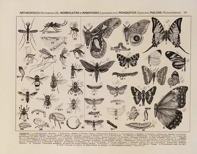 Atlas da Fauna do Brasil Pl.07 by Rodolpho von Ihering, 1917 — digital art print download