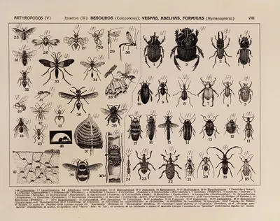 Atlas da Fauna do Brasil Pl.08 by Rodolpho von Ihering, 1917 — digital art print download