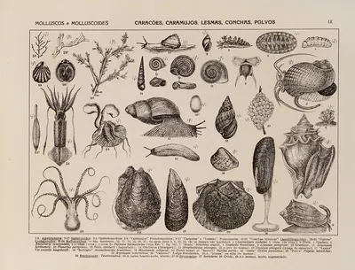 Atlas da Fauna do Brasil Pl.09 by Rodolpho von Ihering, 1917 — digital art print download