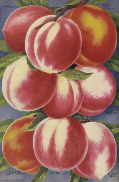 Peaches by Stark Bro's Nurseries & Orchards Co., 1916 — digital art print download