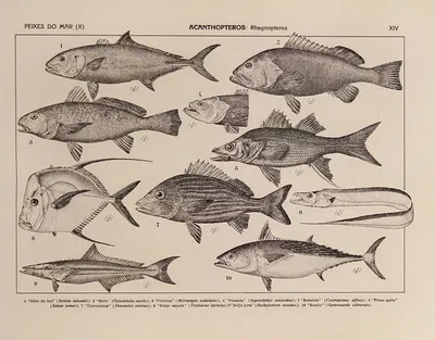 Atlas da Fauna do Brasil Pl.14 by Rodolpho von Ihering, 1917 — digital art print download