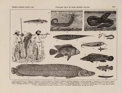 Atlas da Fauna do Brasil Pl.17 by Rodolpho von Ihering, 1917 — digital art print download