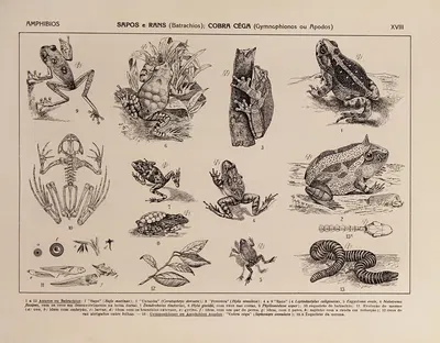 Atlas da Fauna do Brasil Pl.18 by Rodolpho von Ihering, 1917 — digital art print download