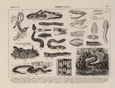 Atlas da Fauna do Brasil Pl.21 by Rodolpho von Ihering, 1917 — digital art print download