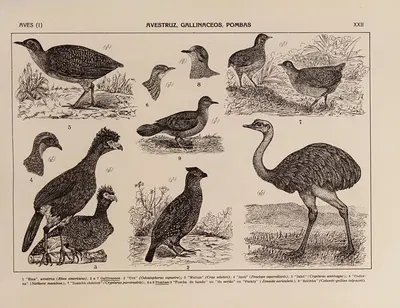 Atlas da Fauna do Brasil Pl.22 by Rodolpho von Ihering, 1917 — digital art print download