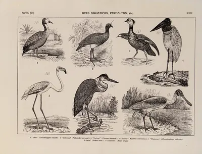 Atlas da Fauna do Brasil Pl.23 by Rodolpho von Ihering, 1917 — digital art print download
