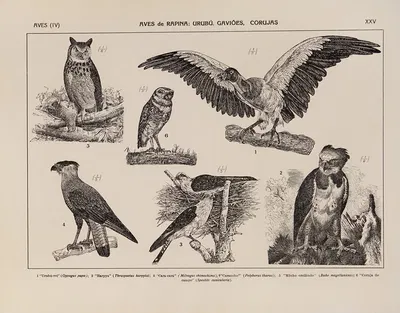 Atlas da Fauna do Brasil Pl.25 by Rodolpho von Ihering, 1917 — digital art print download