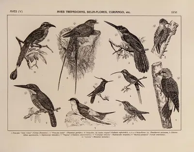 Atlas da Fauna do Brasil Pl.26 by Rodolpho von Ihering, 1917 — digital art print download