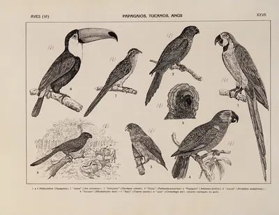 Atlas da Fauna do Brasil Pl.27 by Rodolpho von Ihering, 1917 — digital art print download