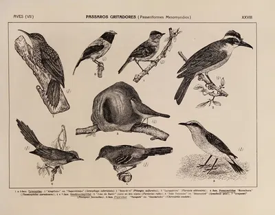 Atlas da Fauna do Brasil Pl.28 by Rodolpho von Ihering, 1917 — digital art print download