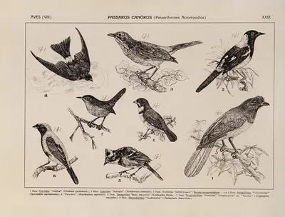 Atlas da Fauna do Brasil Pl.29 by Rodolpho von Ihering, 1917 — digital art print download