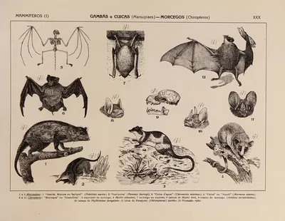 Atlas da Fauna do Brasil Pl.30 by Rodolpho von Ihering, 1917 — digital art print download
