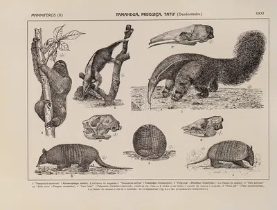 Atlas da Fauna do Brasil Pl.31 by Rodolpho von Ihering, 1917 — digital art print download