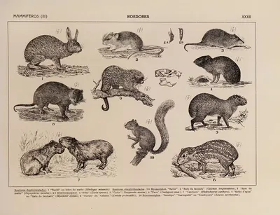 Atlas da Fauna do Brasil Pl.32 by Rodolpho von Ihering, 1917 — digital art print download