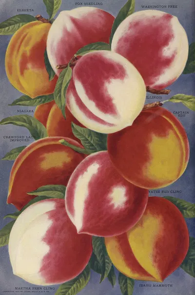 Peaches by Stark Bro's Nurseries & Orchards Co., 1916 — digital art print download