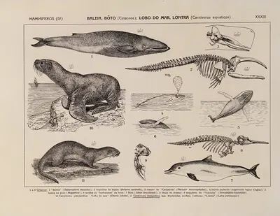 Atlas da Fauna do Brasil Pl.33 by Rodolpho von Ihering, 1917 — digital art print download