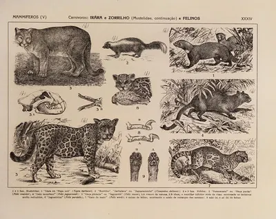 Atlas da Fauna do Brasil Pl.34 by Rodolpho von Ihering, 1917 — digital art print download