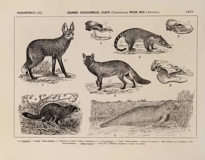 Atlas da Fauna do Brasil Pl.35 by Rodolpho von Ihering, 1917 — digital art print download