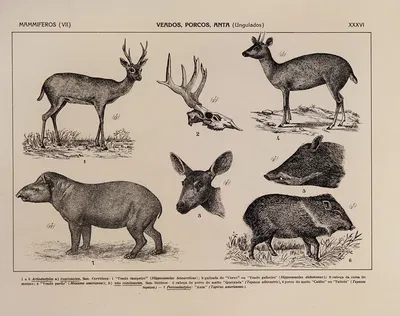 Atlas da Fauna do Brasil Pl.36 by Rodolpho von Ihering, 1917 — digital art print download