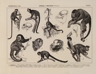 Atlas da Fauna do Brasil Pl.37 by Rodolpho von Ihering, 1917 — digital art print download