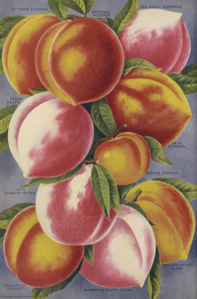 Peaches by Stark Bro's Nurseries & Orchards Co., 1916 — digital art print download