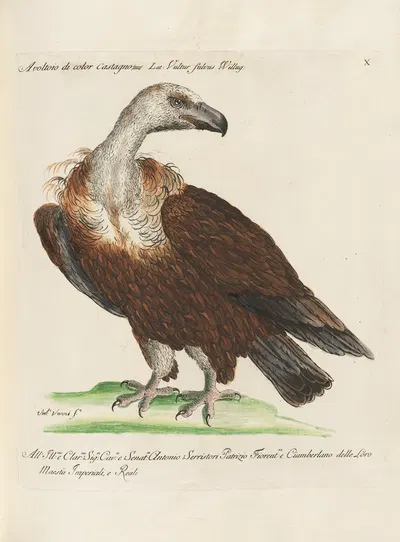 Ornithologia methodice digesta Pl.010 by Saverio Manetti, 1767-1776 — digital art print download