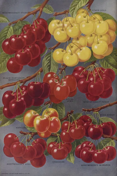 Cherries by Stark Bro's Nurseries & Orchards Co., 1916 — digital art print download