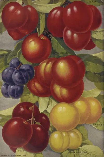 Plums by Stark Bro's Nurseries & Orchards Co., 1916 — digital art print download