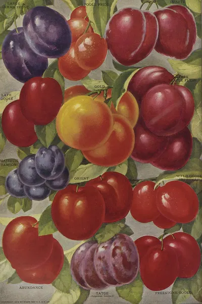 Plums by Stark Bro's Nurseries & Orchards Co., 1916 — digital art print download