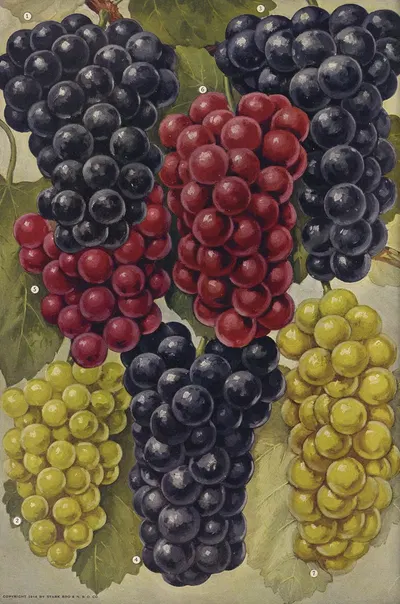 Grapes by Stark Bro's Nurseries & Orchards Co., 1916 — digital art print download